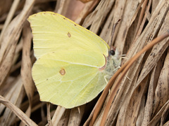 Gonepteryx rhamni