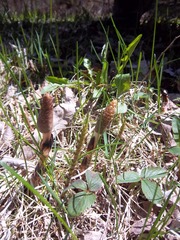 Equisetum sylvaticum