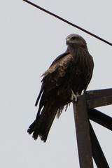 Milvus migrans