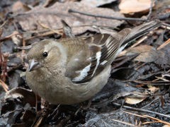 Fringilla coelebs