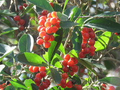 Citharexylum montevidense