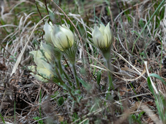 Pulsatilla patens