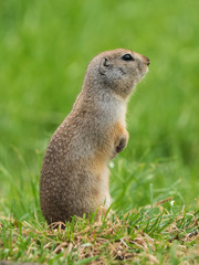 Urocitellus undulatus