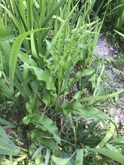 Rumex japonicus