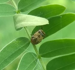 Cryptocephalus irroratus