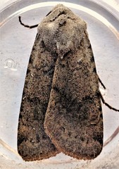 Protorthodes incincta