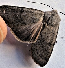 Protorthodes incincta