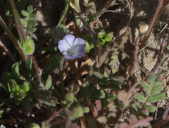 Phacelia douglasii