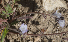 Phacelia douglasii