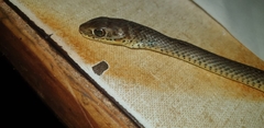 Psammophis mossambicus