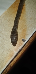 Psammophis mossambicus