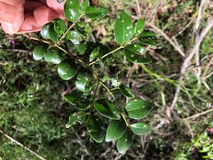 Psydrax odorata buxifolia