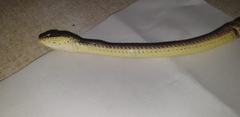 Psammophis mossambicus