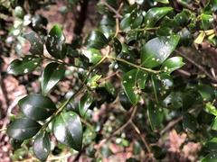 Psydrax odorata buxifolia