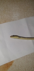 Psammophis mossambicus