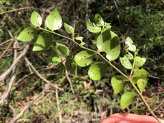 Psydrax odorata buxifolia