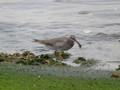 Tringa brevipes