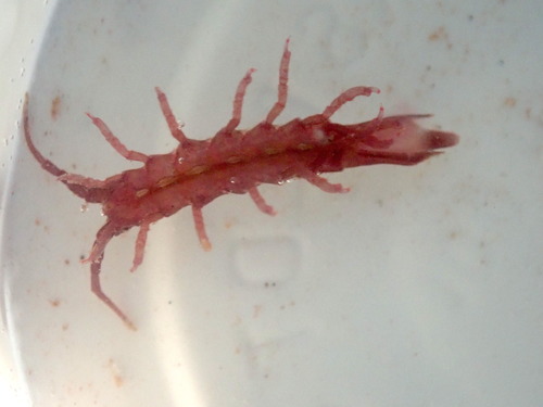 Representative image of Stenosoma lancifer