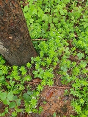 Galium odoratum