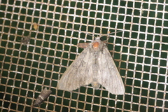 Elegia similella