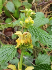 Lamium galeobdolon