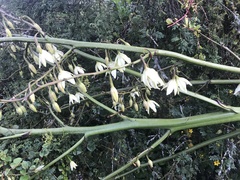Furcraea andina