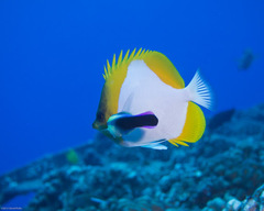 Hemitaurichthys polylepis