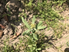 Pseudognaphalium affine