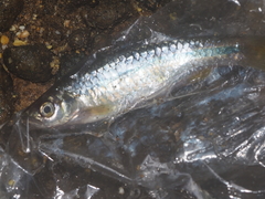 Rasbora lateristriata