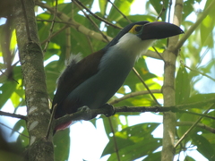 Andigena nigrirostris