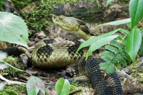 Timber Rattlesnake, North Carolina, US, photo 9 of 10