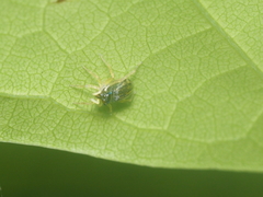 Phintella bifurcilinea