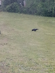 Corvus corone
