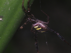 Argiope reinwardti