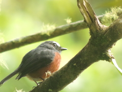 Ochthoeca cinnamomeiventris