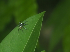 Phintella bifurcilinea