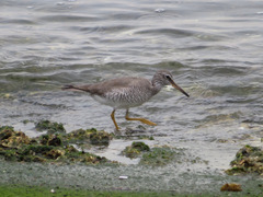 Tringa brevipes