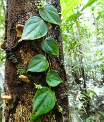 Philodendron fragrantissimum