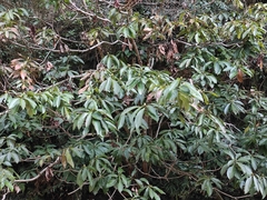 Machilus leptophylla