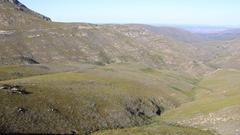 Aspalathus digitifolia