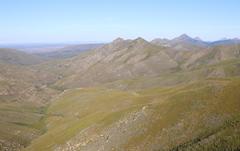 Aspalathus digitifolia