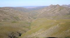 Aspalathus digitifolia