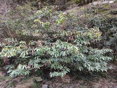 Machilus leptophylla