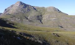 Aspalathus digitifolia