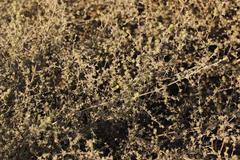 Aspalathus digitifolia