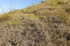 Aspalathus digitifolia