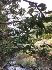 Machilus leptophylla