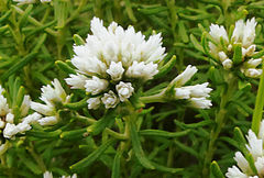 Helichrysum asperum comosum