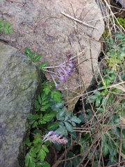 Corydalis sheareri