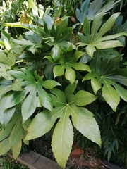 Fatsia